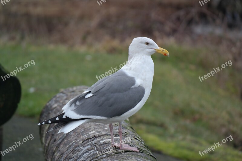 Seagull Hammond Oregon Pacific Northwest Ocean