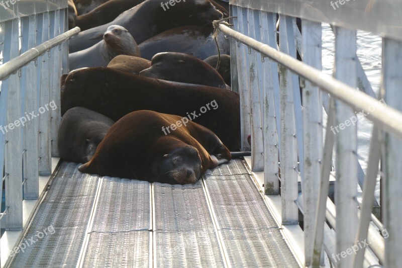 Sea ​​lion Oregon Columbia River Docks Sea-lion