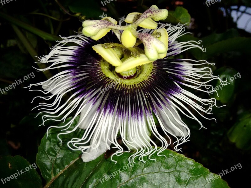 Flower Passion Fruit Branch Passion Flower Vale Do Jequitinhonha