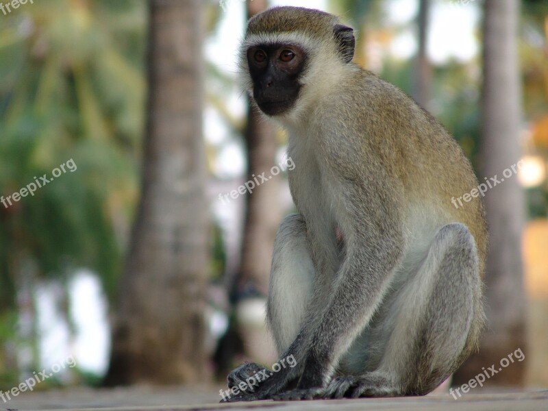 Monkey Makake Africa Kenya Free Photos