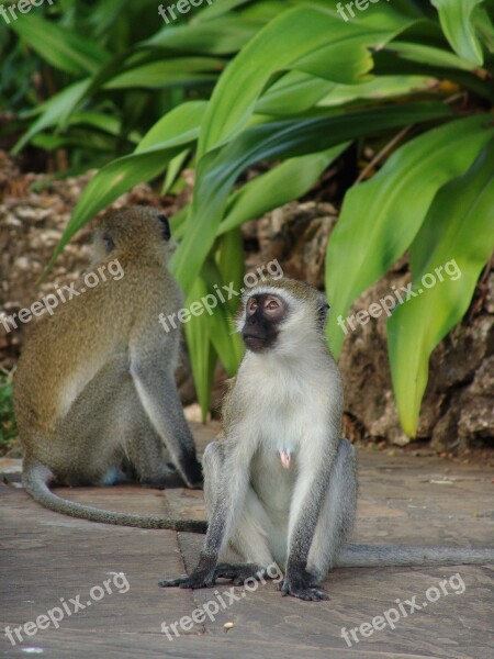 Monkey Makake Africa Kenya Free Photos