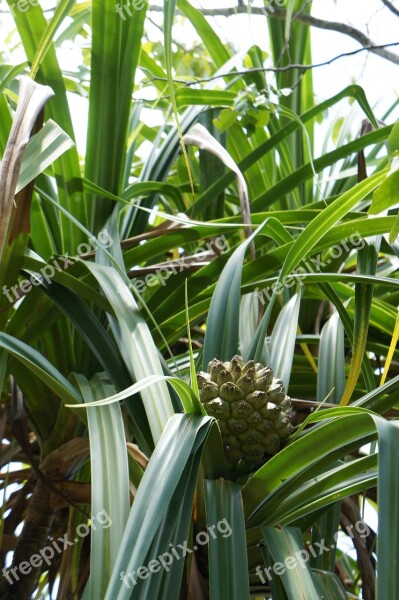 Fruit Tropics Plant Central America Exotic