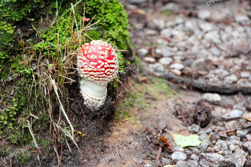 Fly Agaric Forest Autumn Mushrooms Nature