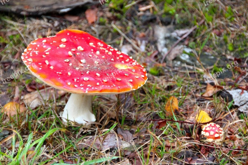 Fly Agaric Forest Autumn Mushrooms Nature