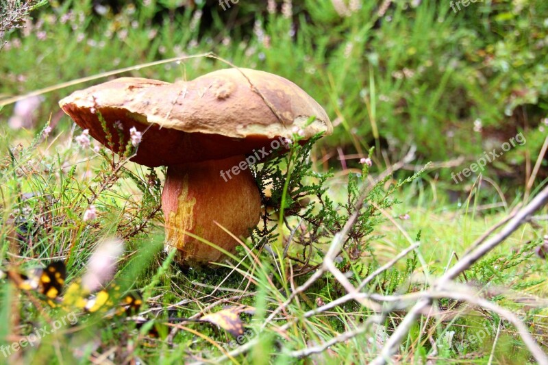 Cep Forest Autumn Mushrooms Nature