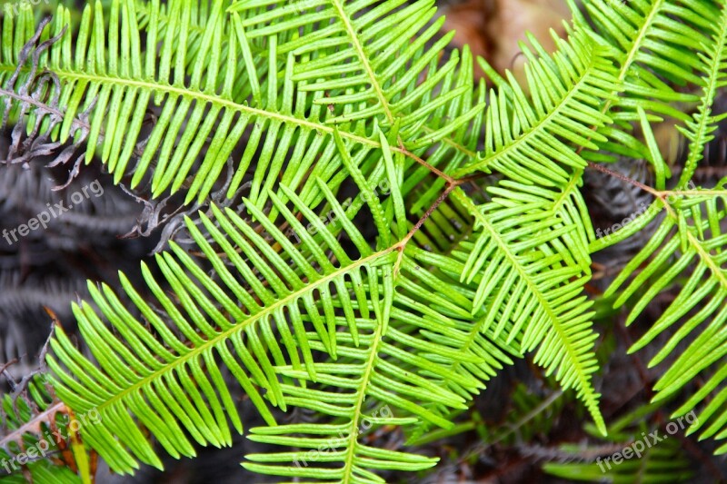 Palm Summer Vacations Tree Exotic