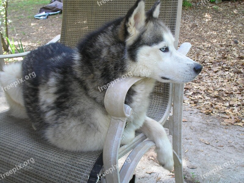 Husky Dog Siberian Free Photos