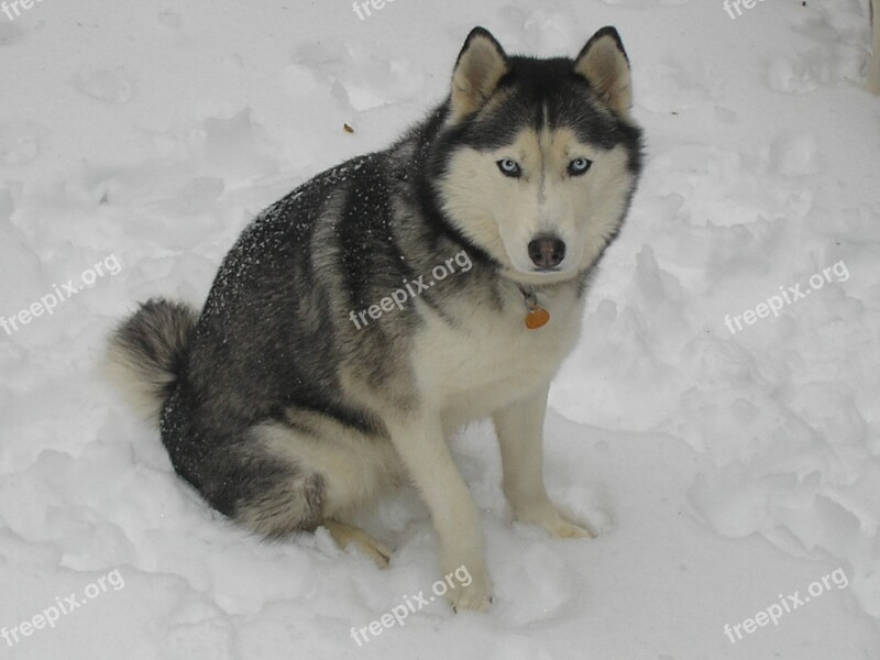 Husky Snow Husky Winter Dog Free Photos