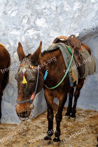 Donkey Animal Santorini Greece Tow