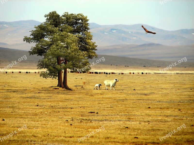 Prairie Steppes Mountains Vegetation Nature