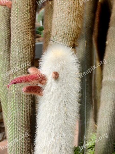 Cactus Plant Nature Arizona Thin