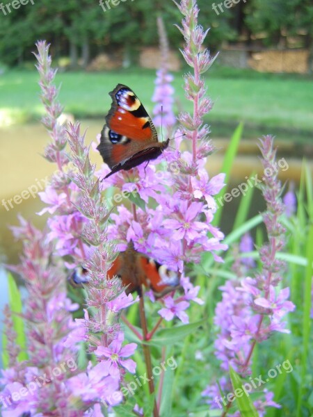 Butterflies Peacock Butterfly Nature Free Photos