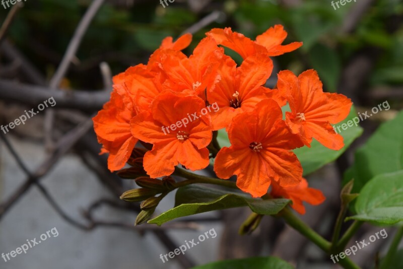 Geiger-tree Flower Cordia Sebestena Orange Free Photos