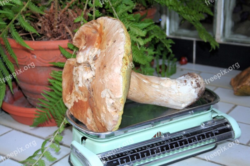 Mushroom Kitchen Scale Nature Last Free Photos