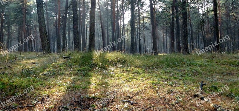 Olkusz Poland Tree Forest Landscape