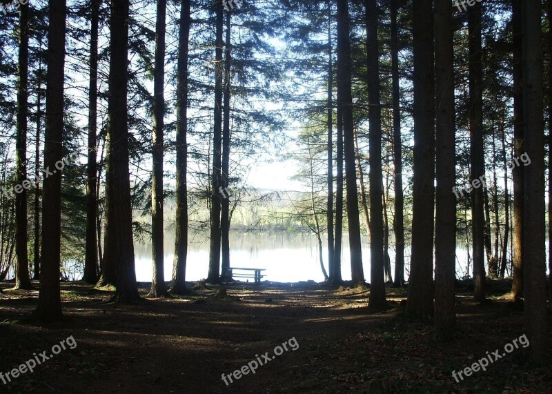 Park Forest Normandy Tourism Trees