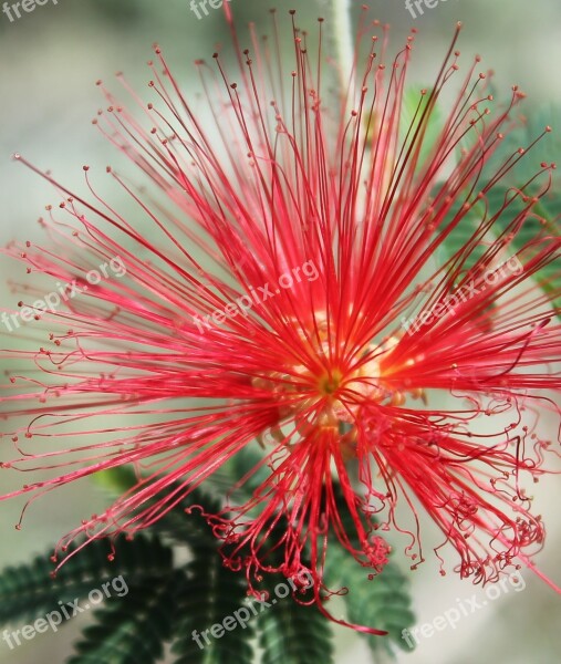 Red Flower Vibrant Bloom Blossom Bright