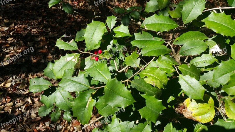 American Holly Ilex Opaca Jersey Island Beach Beach