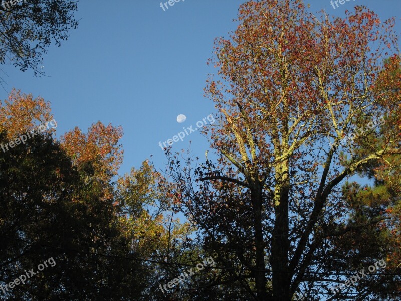 Sky Trees Nature Landscape Natural