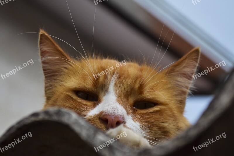 Cat Ginger Animal Portrait Hiding Free Photos