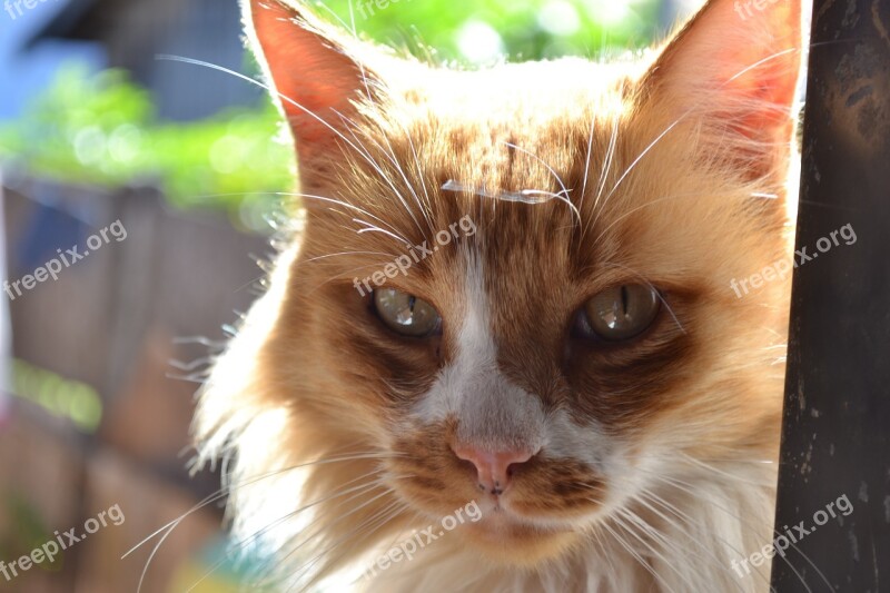 Animal Cat Feline Animal Portrait Ginger