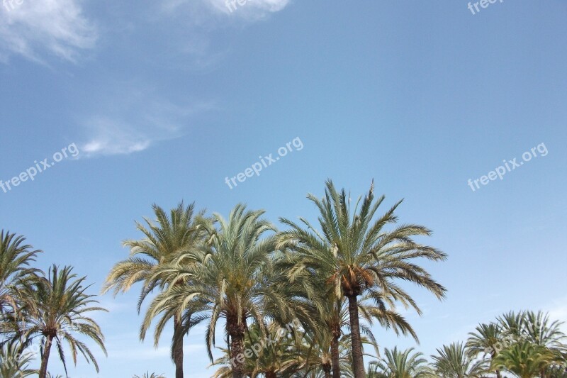 Palm Trees Sun Spain Vacations Nature