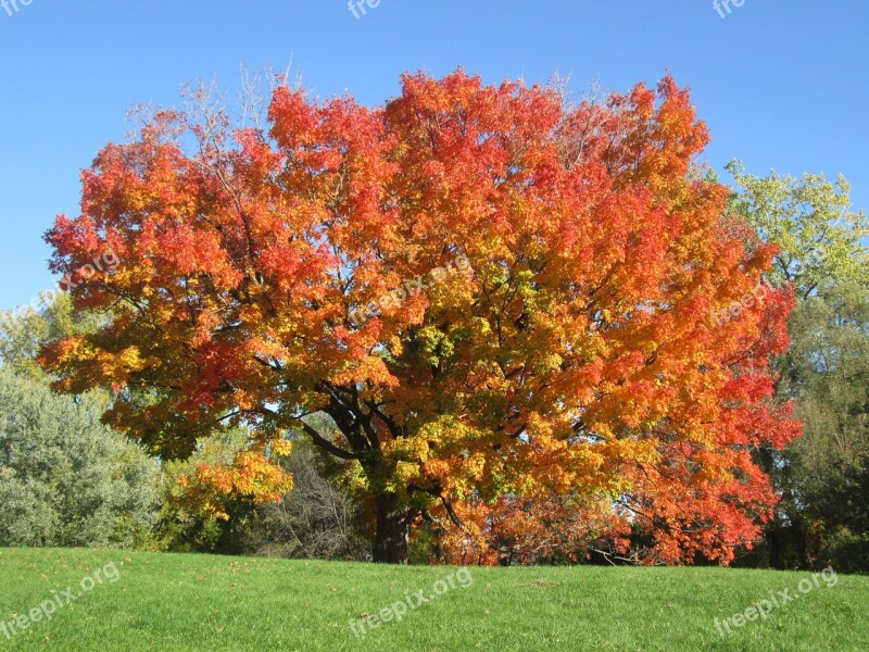 Fall Colors Autumn Landscape Leaves Bright Colors