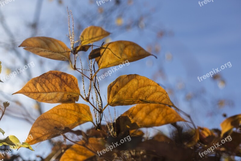 Autumn Late Autumn Leaves Color Fall Color