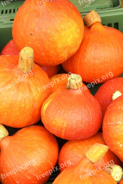 Pumpkin Autumn Halloween Gourd Decorative Squashes