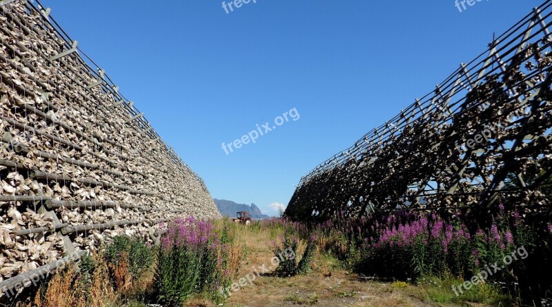 Dried Fish Lofoten Fishing Norway Cod