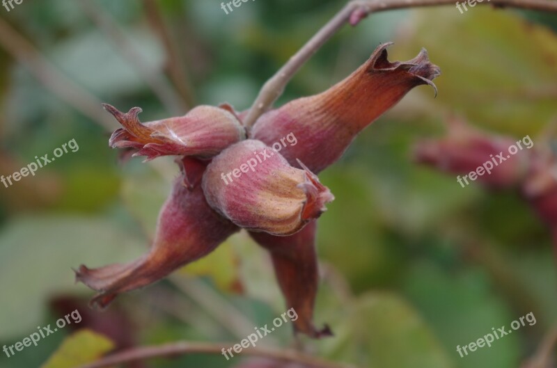 Hazel Tree Walnut Free Photos