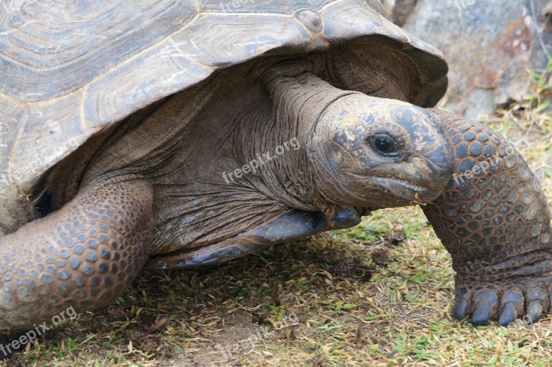 Turtle Age Panzer Speed Seychelles