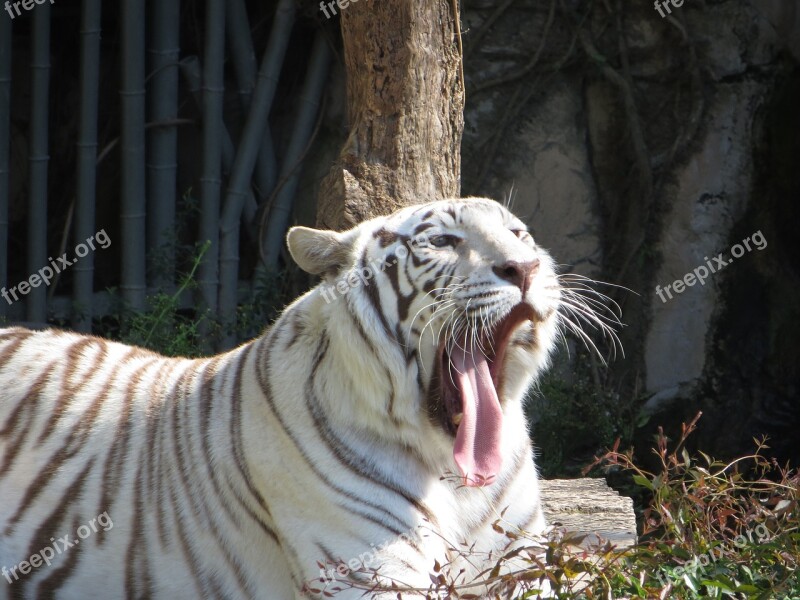 Tiger White Wildlife Predator Nature