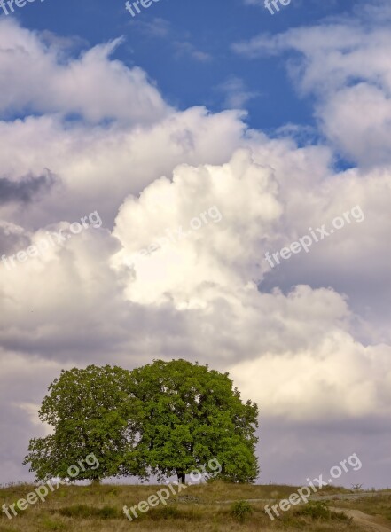 Nature Tree Clouds Natural Landscape