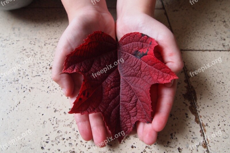 Boy Hands Autumn Leaf Red Autumn