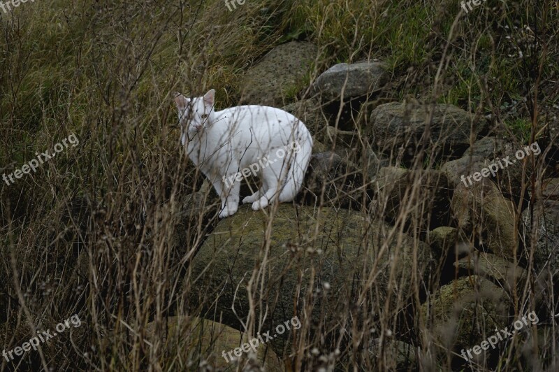 Hunter Predators White Cat Cat Yellow Eyes