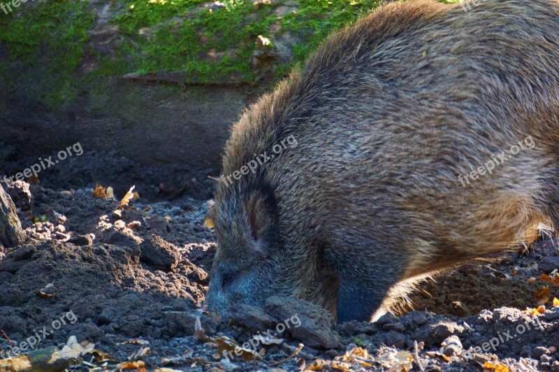 Boar Wild Boar Forest Nature Free Photos