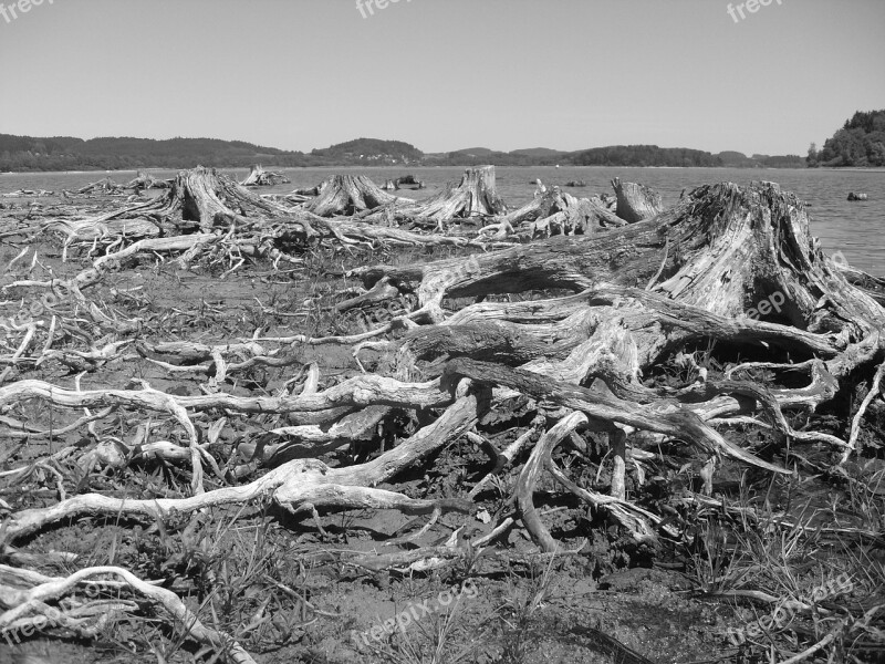 Lipno Lake Stumps Free Photos