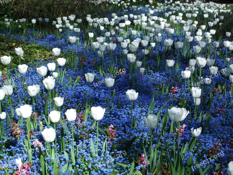 Flowers Field Of Flowers Nature Plant Summer