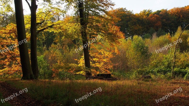 Forest Nature Trees Autumn Autumn Colours