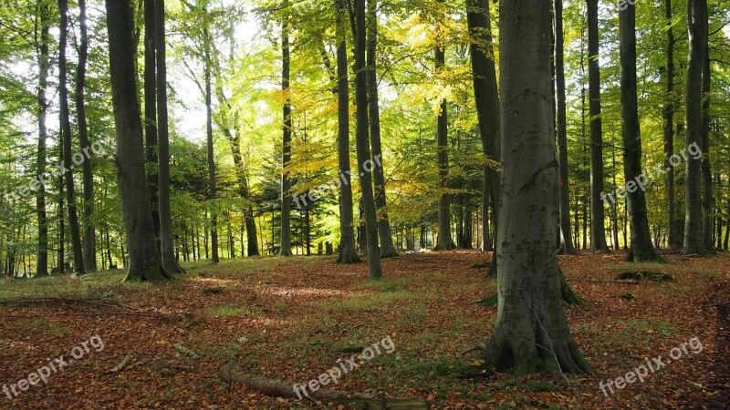 Forest Nature Trees Autumn Autumn Colours