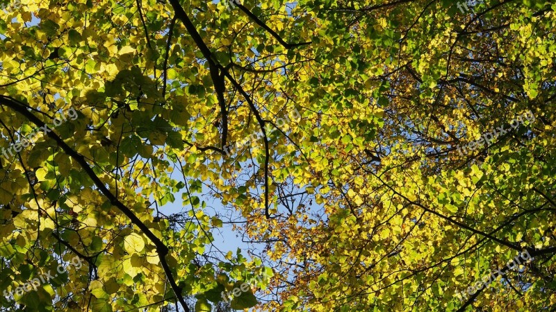 Forest Nature Trees Autumn Autumn Colours