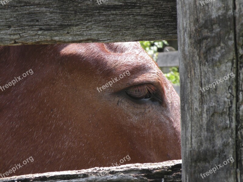 Farm Horse Wood Animal Ranch