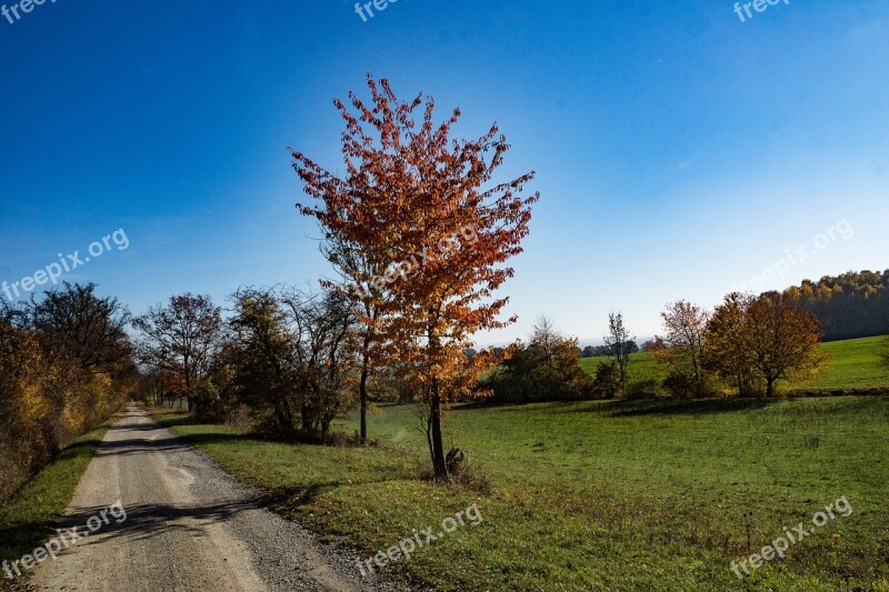 Hainich Autumn Colorful Fall Foliage Leaves