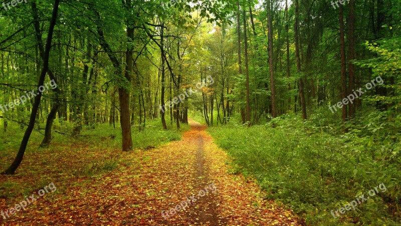 Forest Autumn Litter Autumn Gold Bronze