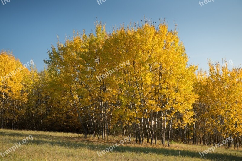 Tree Country Autumn Slovakia Foliage