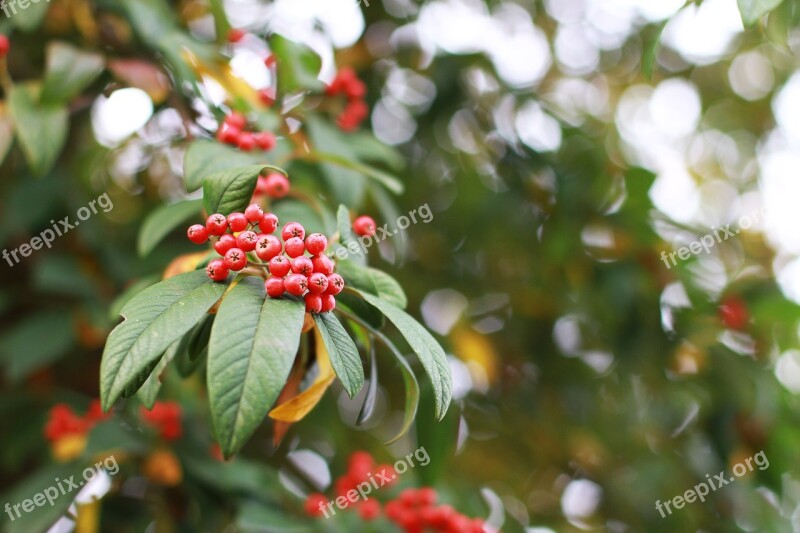 Berries Red Elder Bush Green