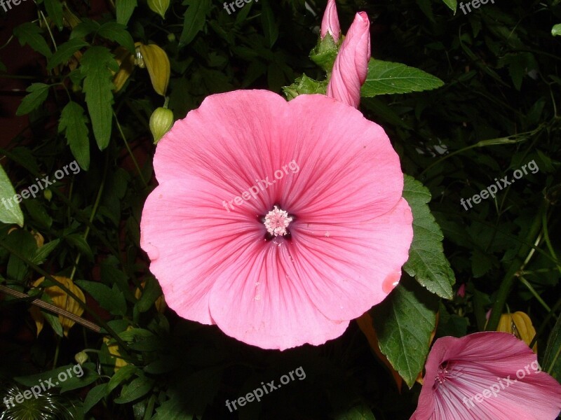 Flower Pink Petals Pink Flowers Floral