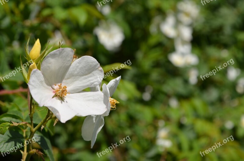 Flower Nature Beauty Spring Floral