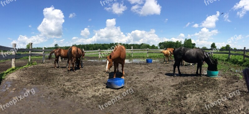 Horses Feeding Corral Oats Herd